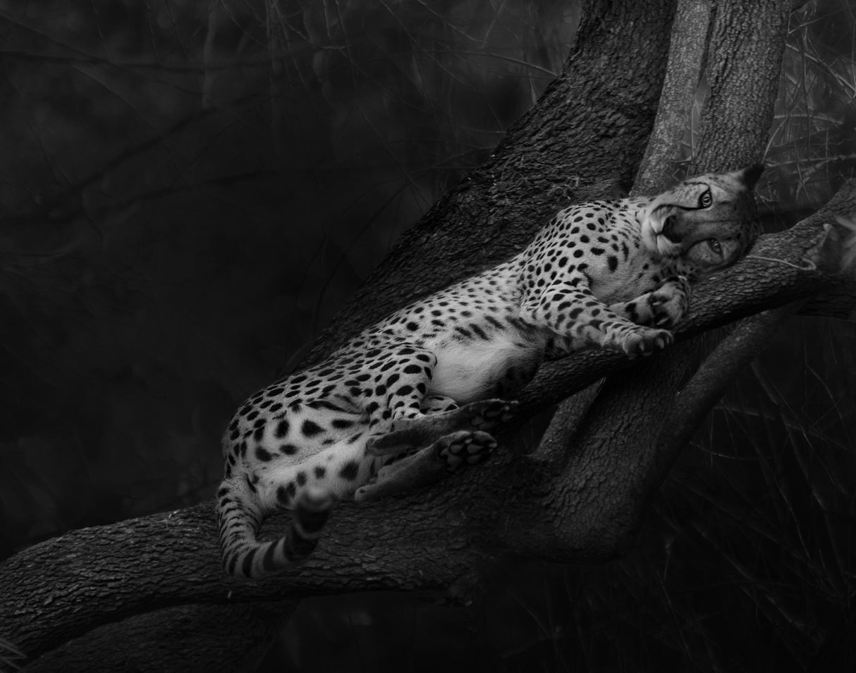 Resting Cheetah Poster och Canvastavla