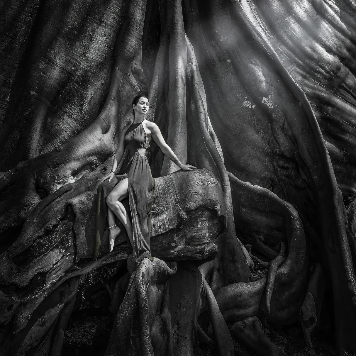 Woman and The Old tree Poster och Canvastavla