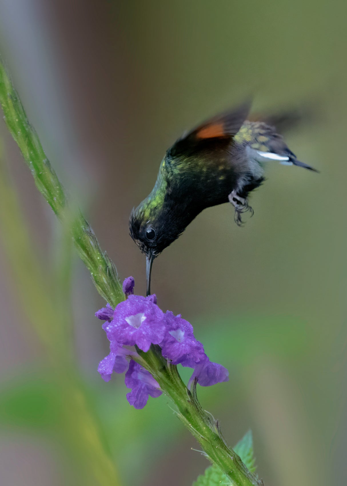 A Black-Bellied Hummingbird Poster och Canvastavla