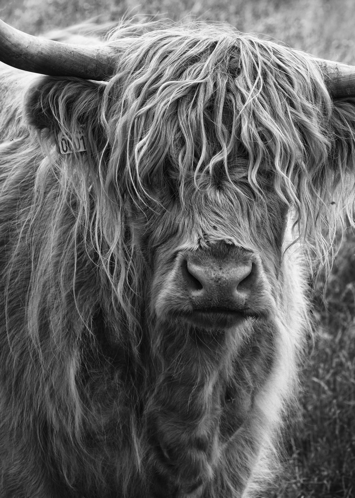 Highland cattle Poster och Canvastavla