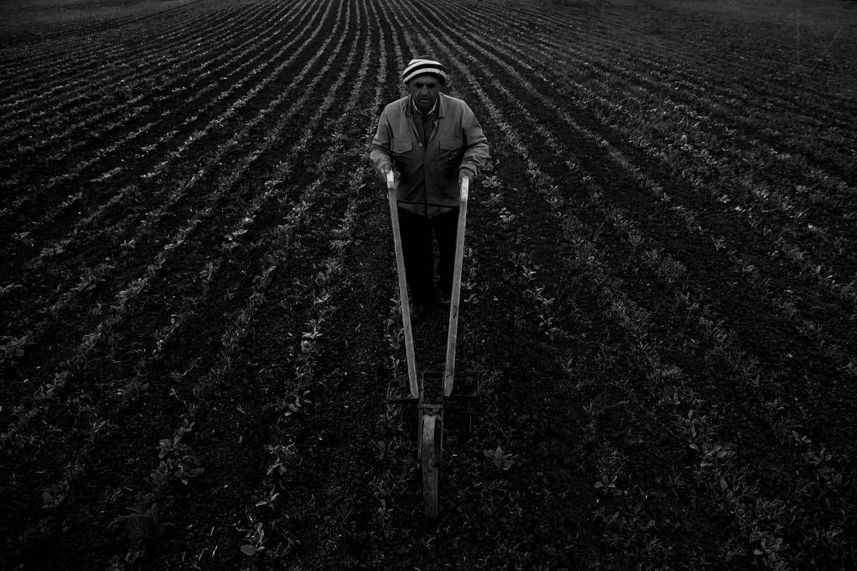 The farmer into the line Poster och Canvastavla