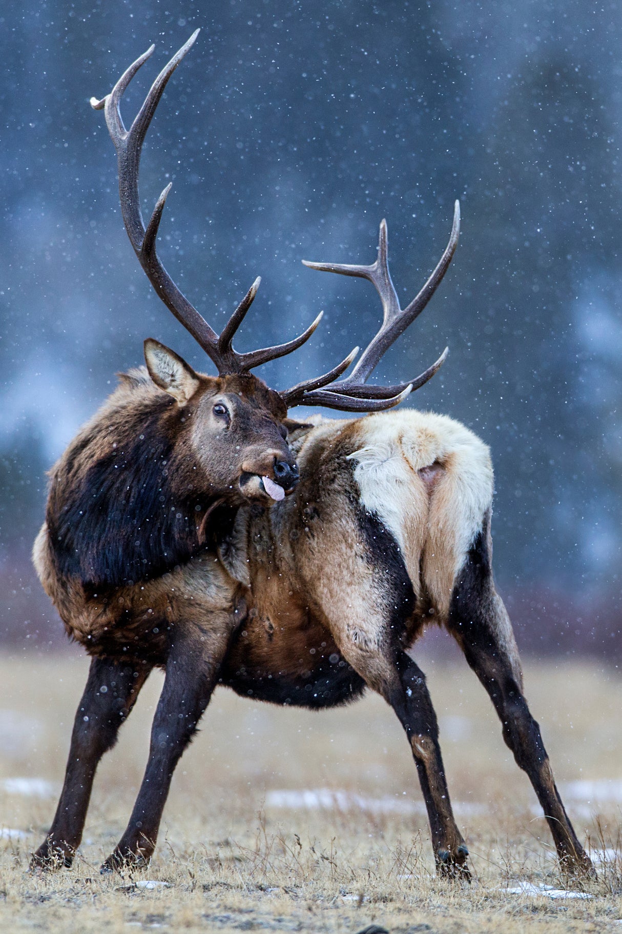 Catching the snowflakes Poster och Canvastavla