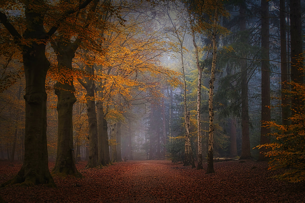 The magic of forest colors Poster och Canvastavla