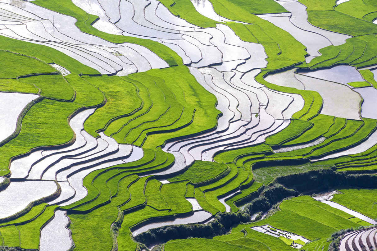 Lineart of terraces in Khau Pha_Mu Cang Chai_ Yen Bai_03 Poster och Canvastavla