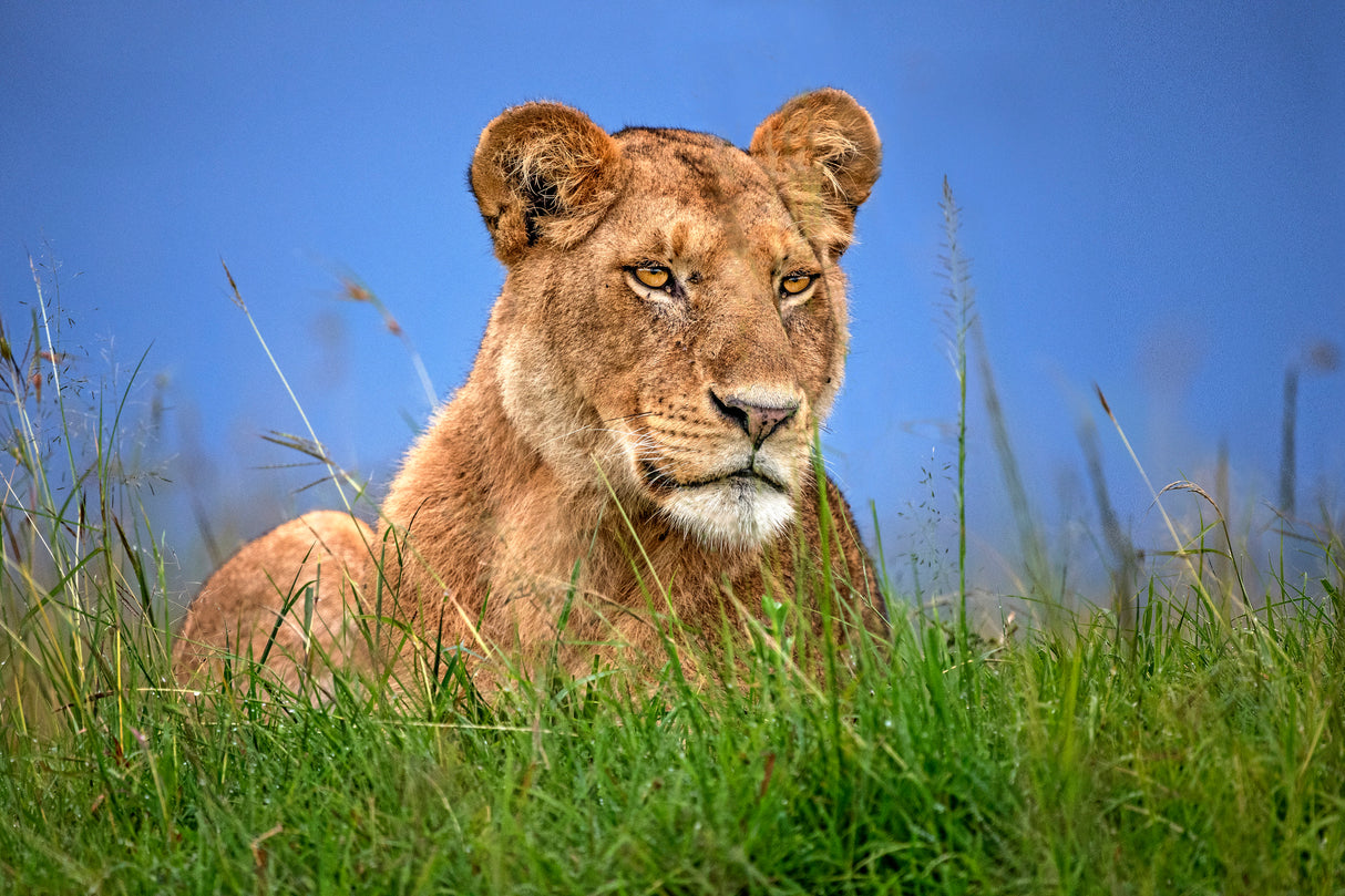 Lioness Close Up Poster och Canvastavla