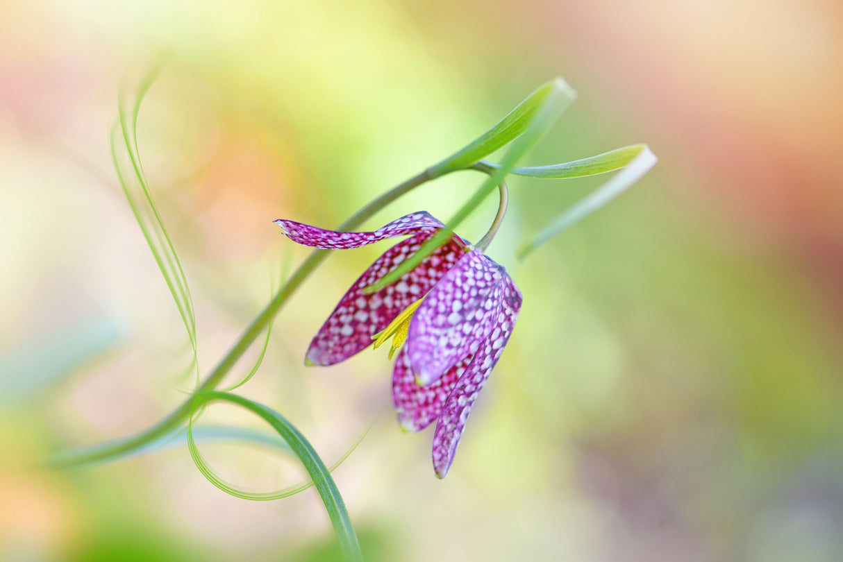 Snake's Head Fritillary Poster och Canvastavla