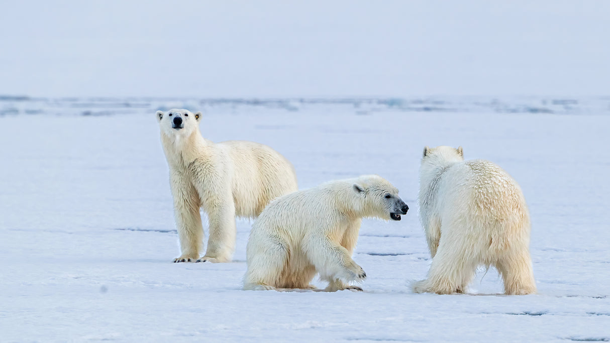 Polar bear family Poster och Canvastavla