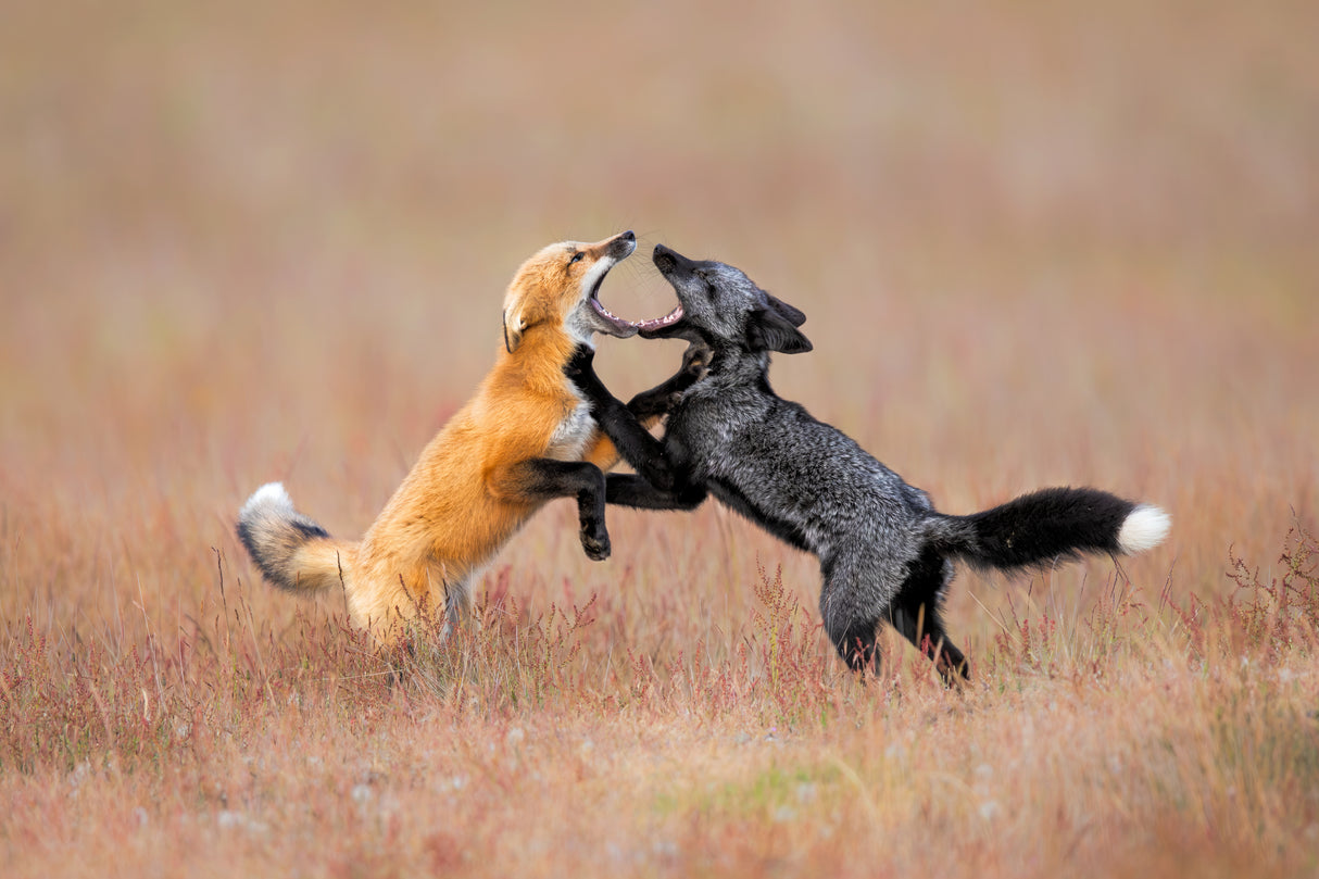 Foxs Playing Poster och Canvastavla