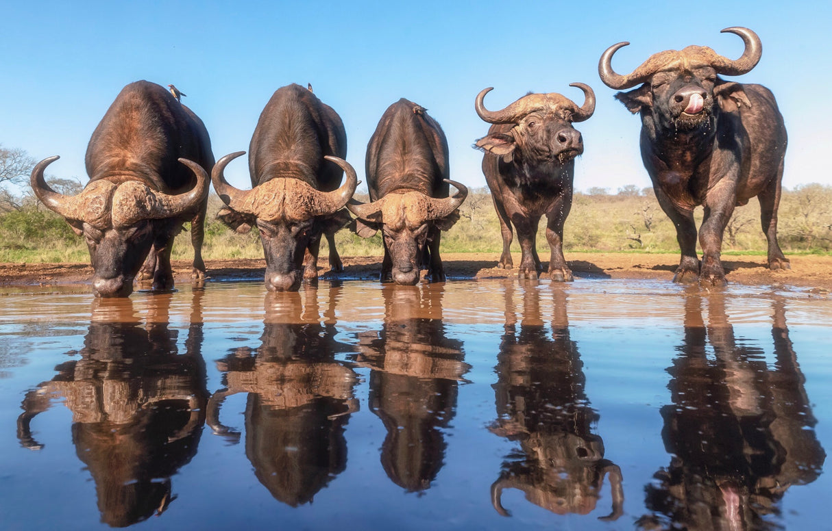 Buffaloes by the waterhole... Poster och Canvastavla