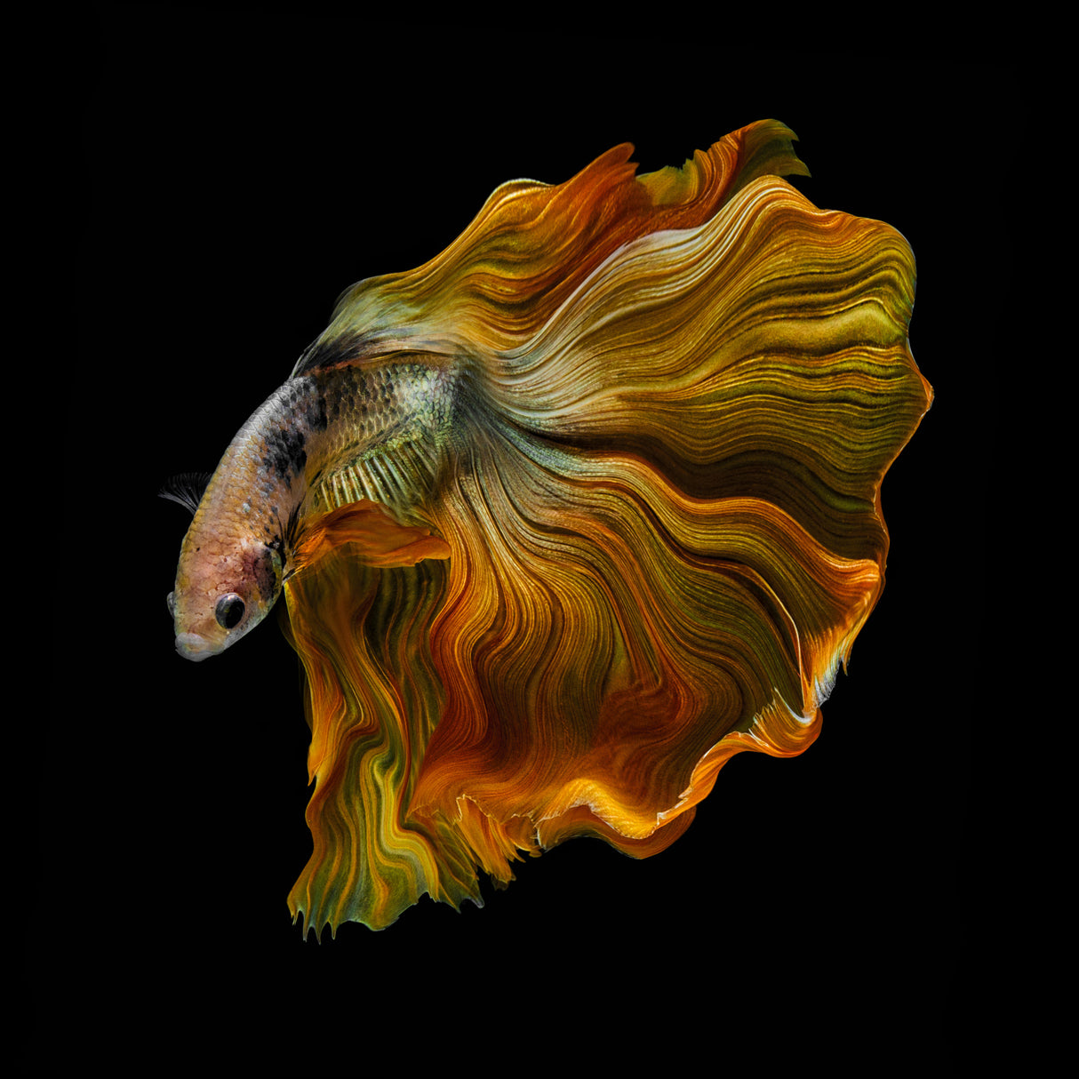 THE GOLDEN BETTA Poster och Canvastavla