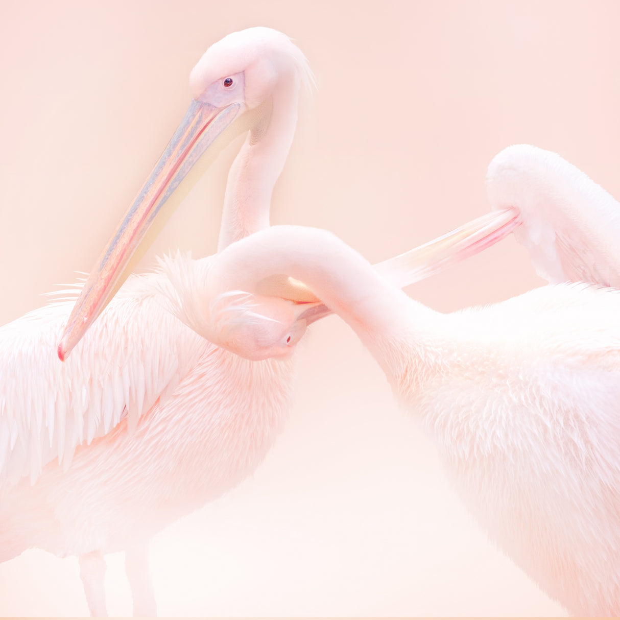 Pelican Poster och Canvastavla