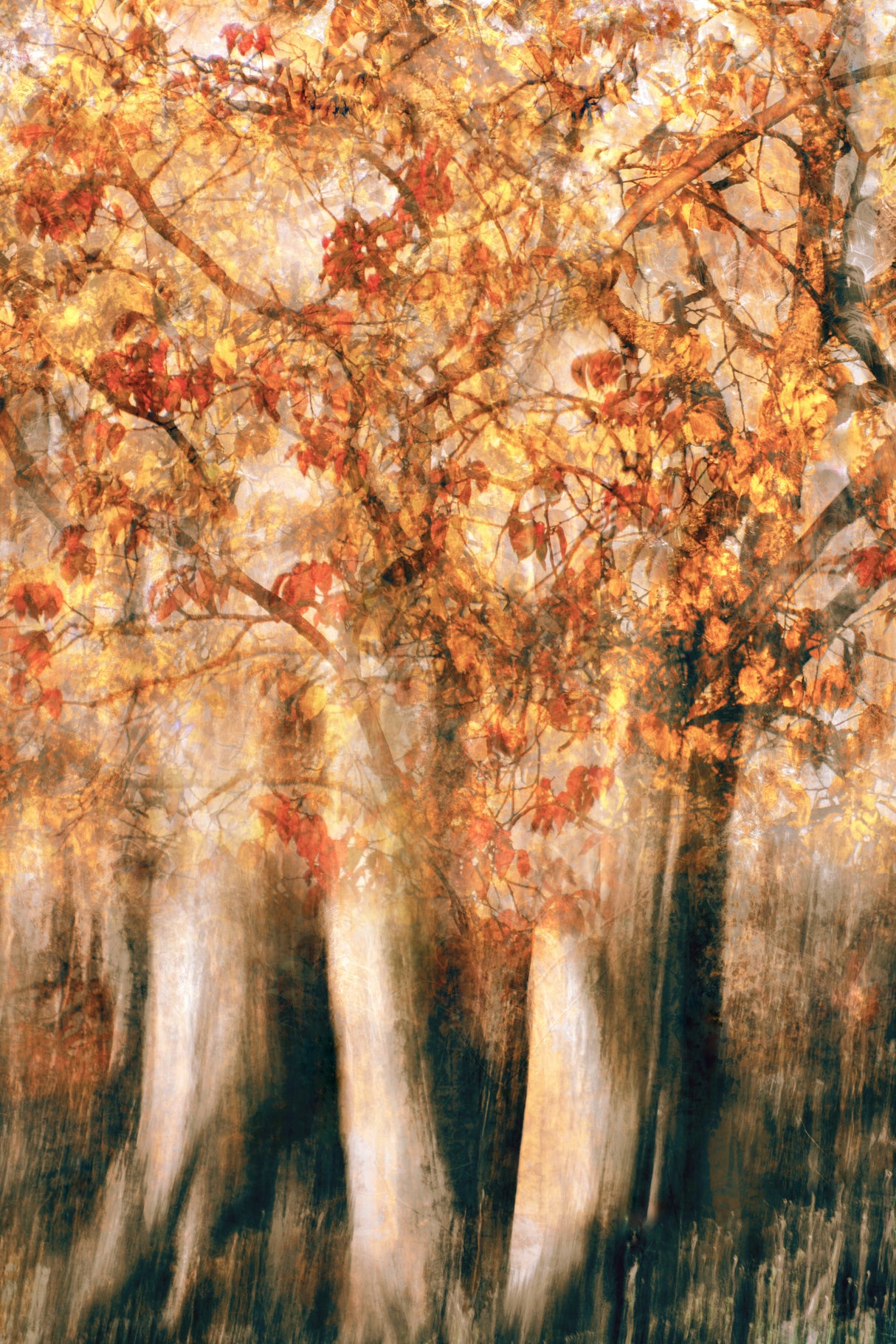 Brilliant autumn Poster och Canvastavla