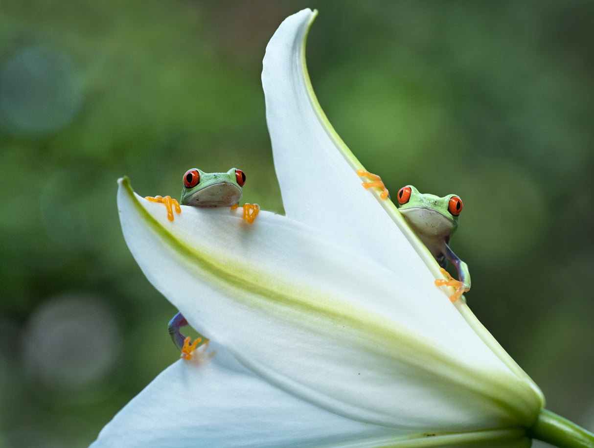 Two frogs Poster och Canvastavla