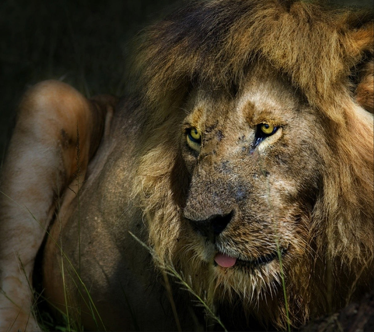 the lion Poster och Canvastavla