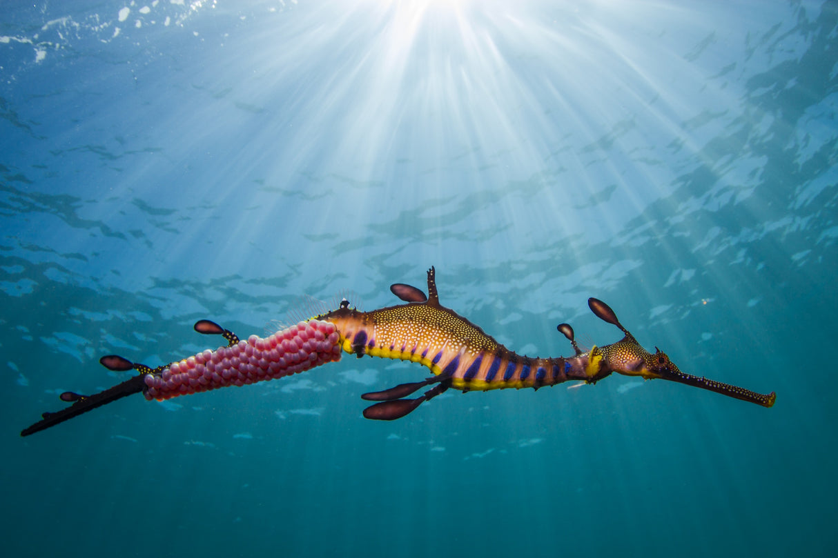 Weedy Seadragon in the Light Poster och Canvastavla