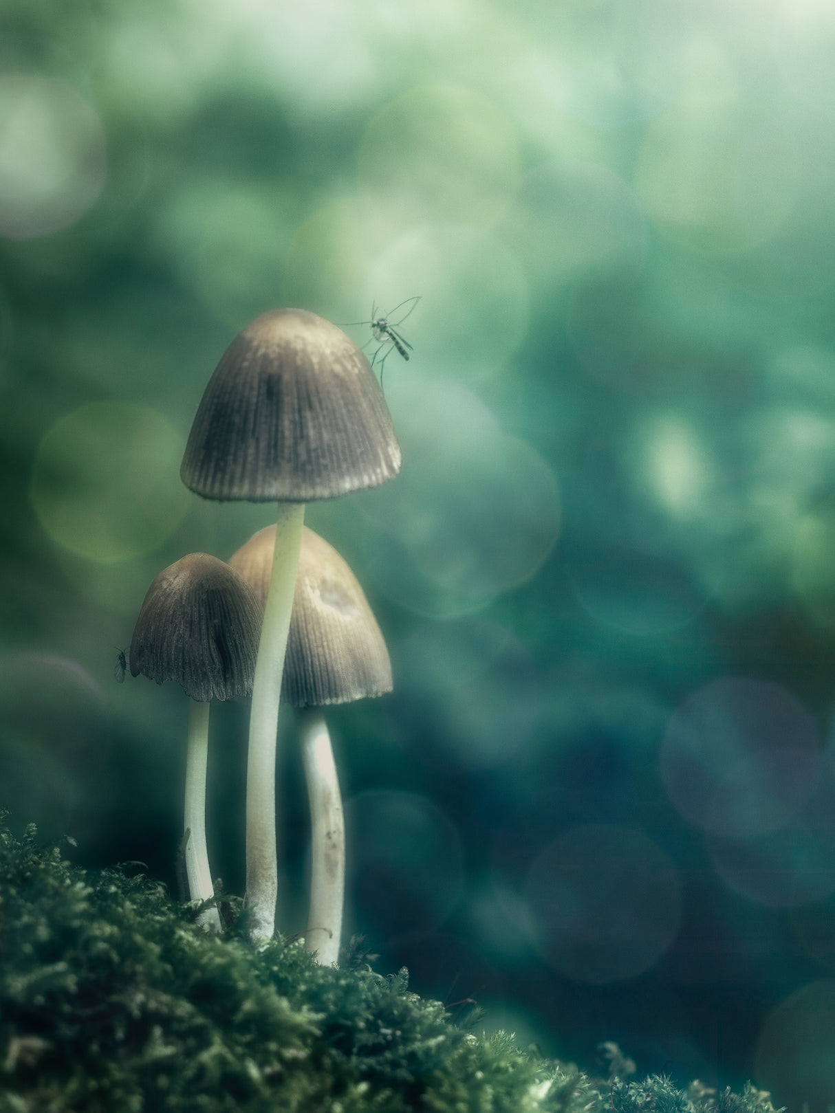 Undergrowth's life Poster och Canvastavla