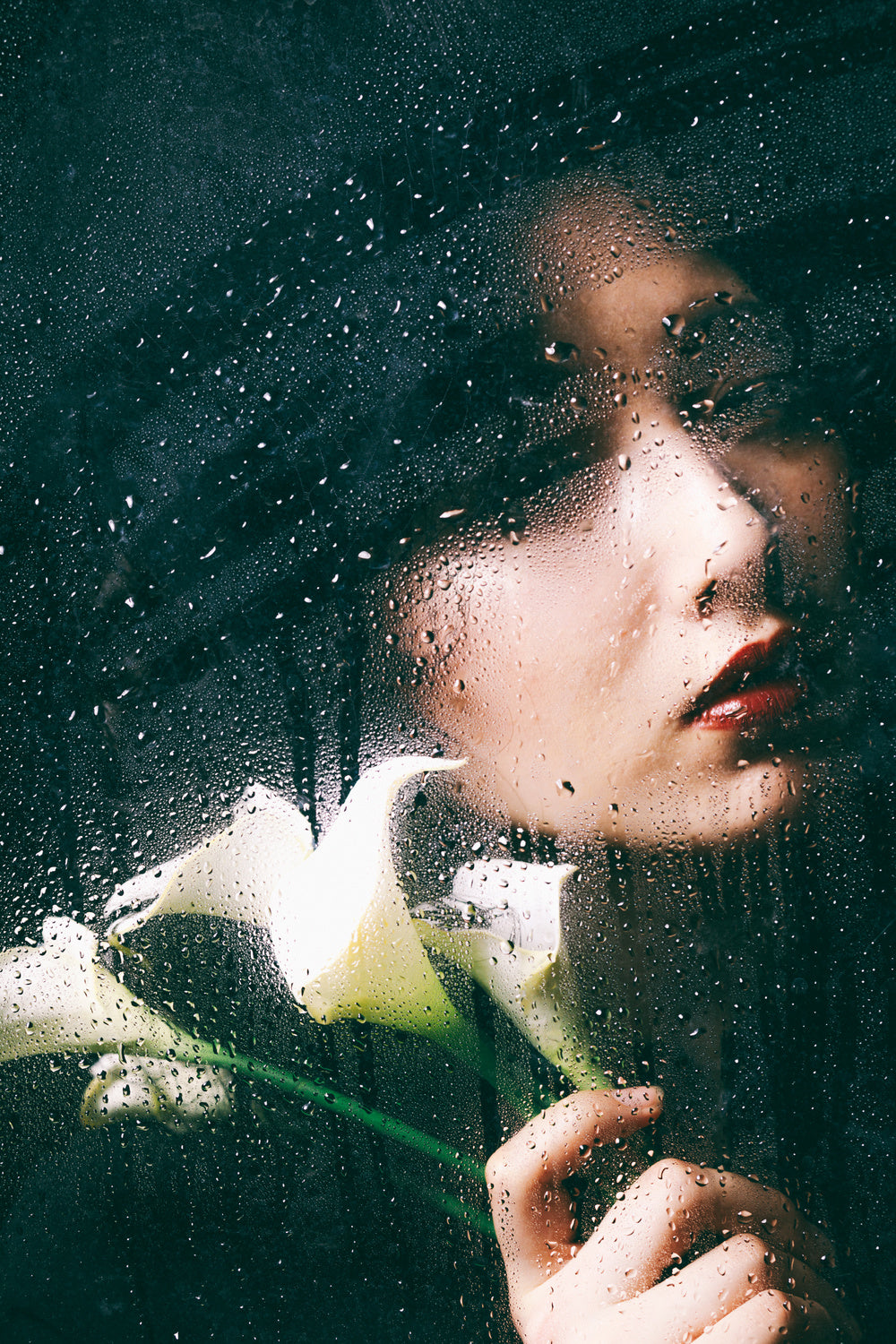 Calla Lily Poster och Canvastavla