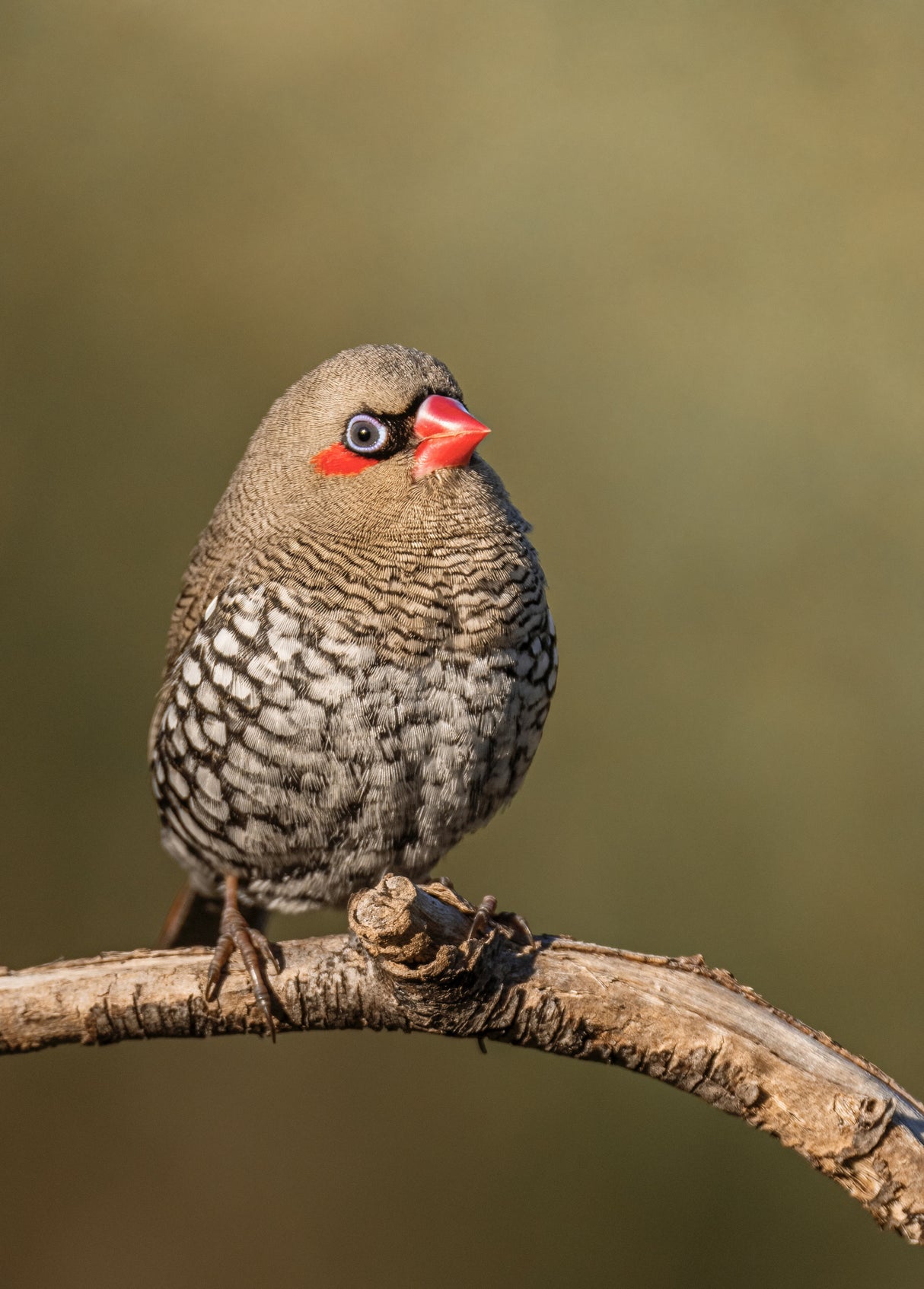 Red-eared Firetail Poster och Canvastavla
