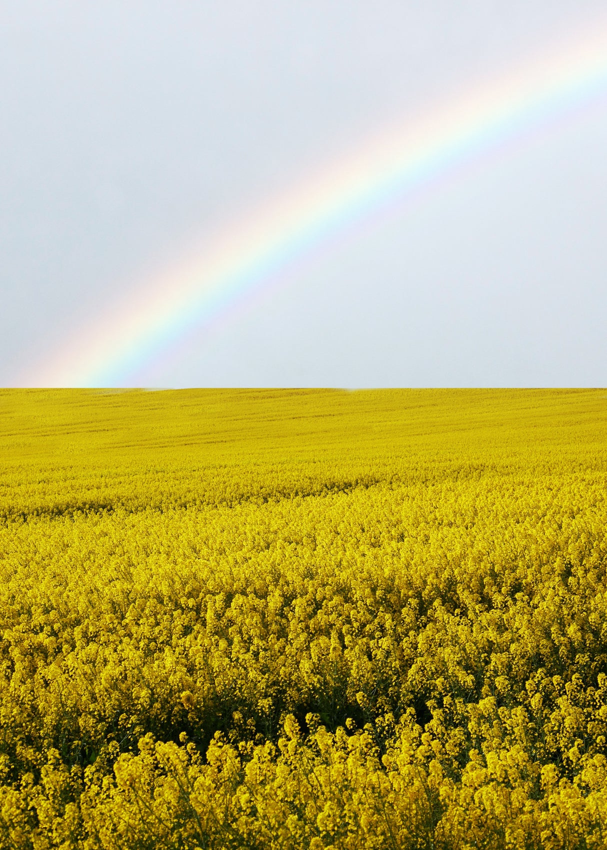Field Yellow Flowers Rainbow Poster och Canvastavla