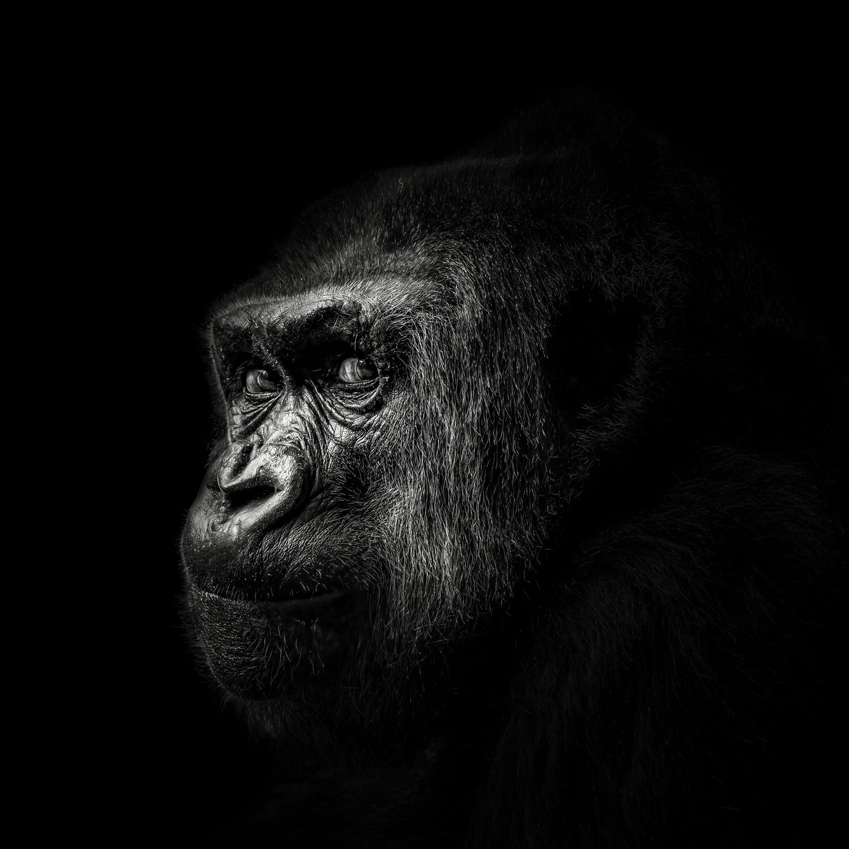 Gorilla Poster och Canvastavla