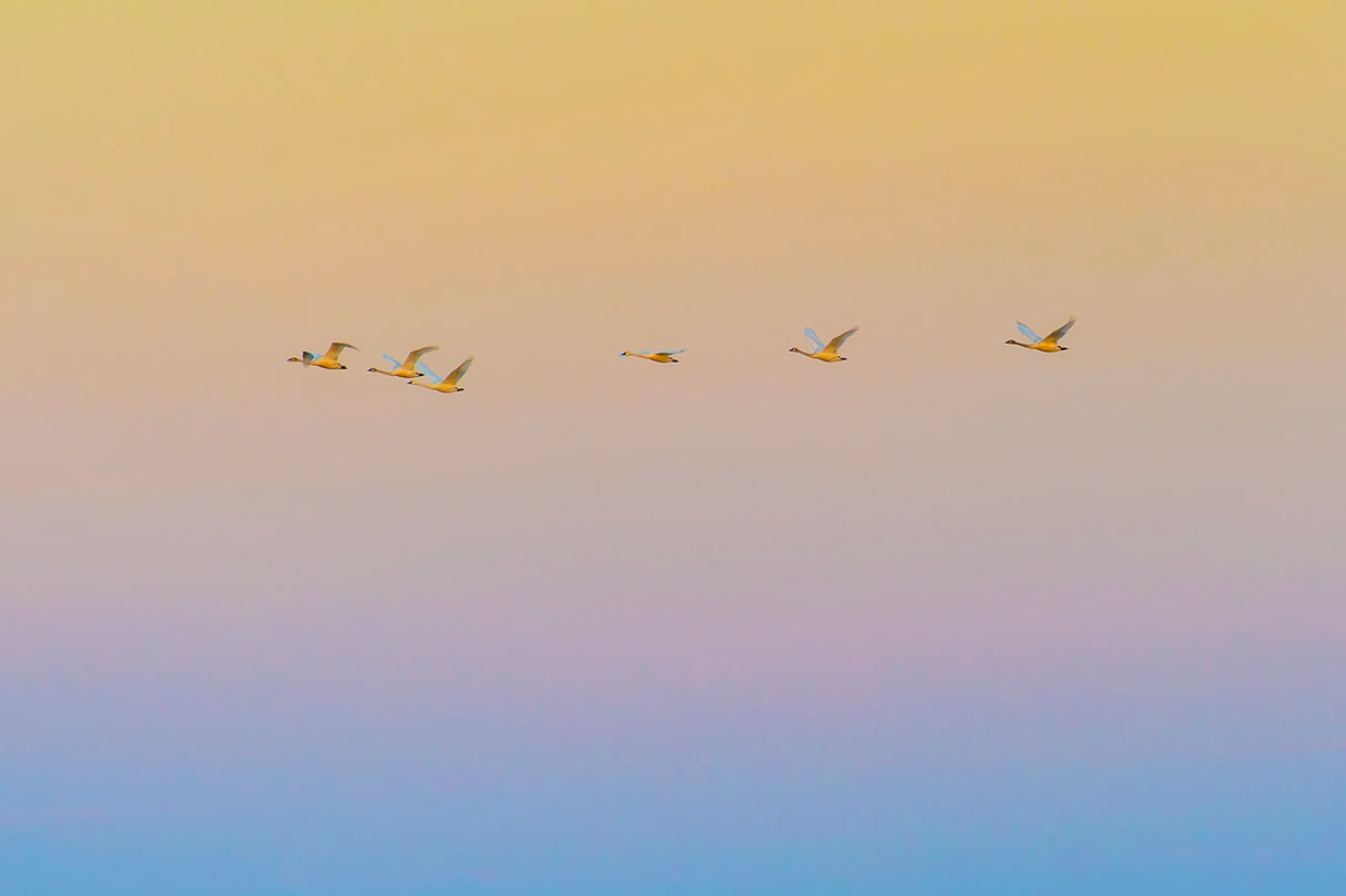 Sunset flying Poster och Canvastavla