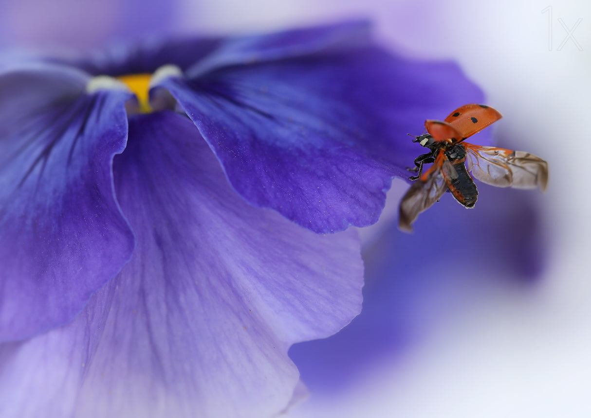 Ladybird almost flying away Poster och Canvastavla