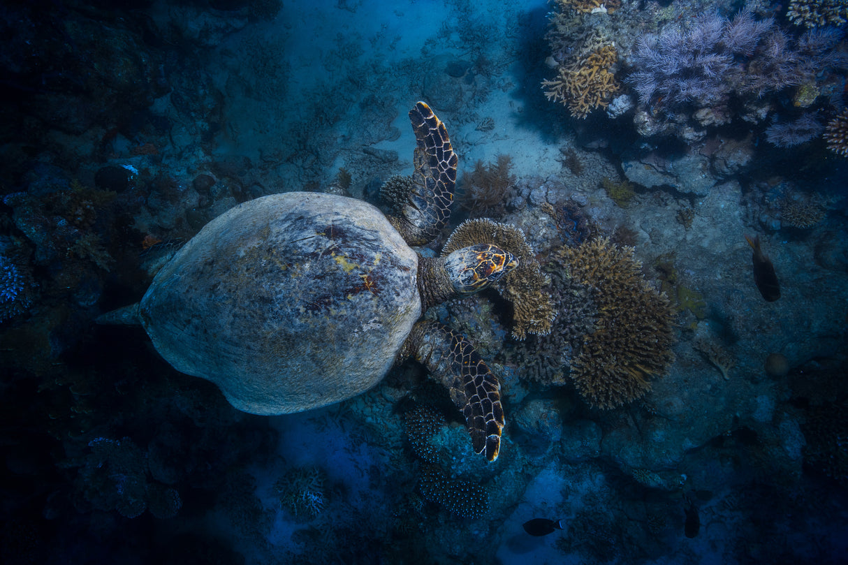 Hawksbill sea turtle Poster och Canvastavla