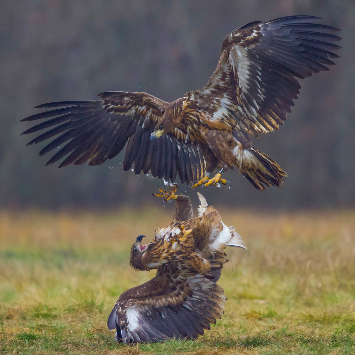 Eagle fights Poster och Canvastavla