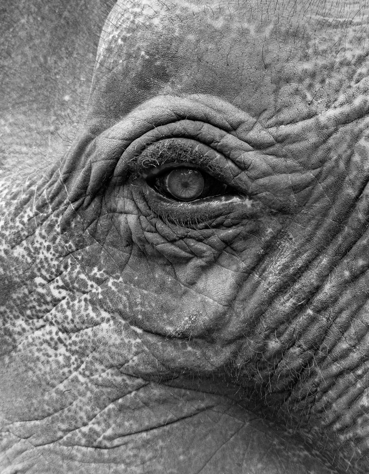 Elephant Poster och Canvastavla