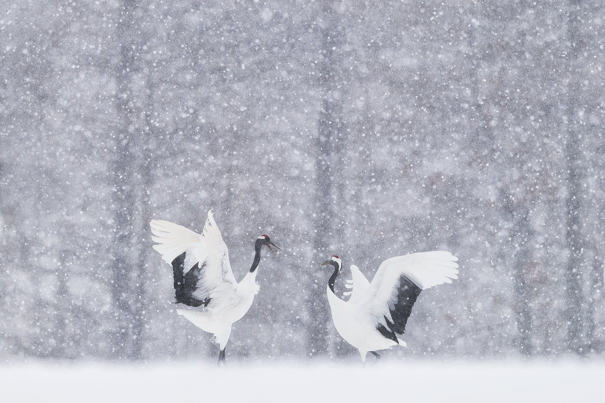 japanese Cranes Poster och Canvastavla