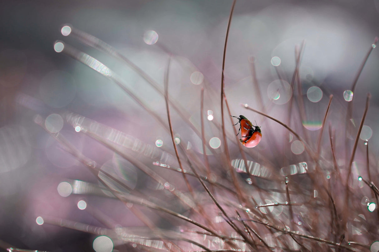 springtime ... Poster och Canvastavla