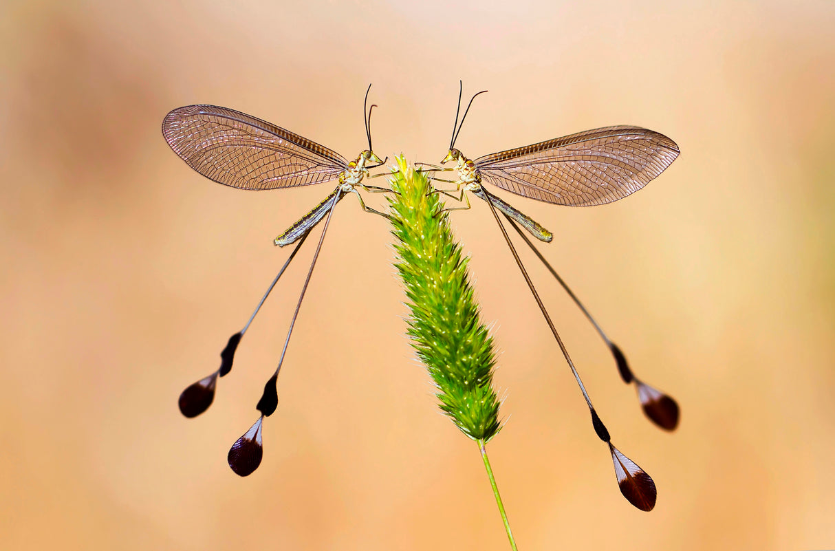 macro Poster och Canvastavla