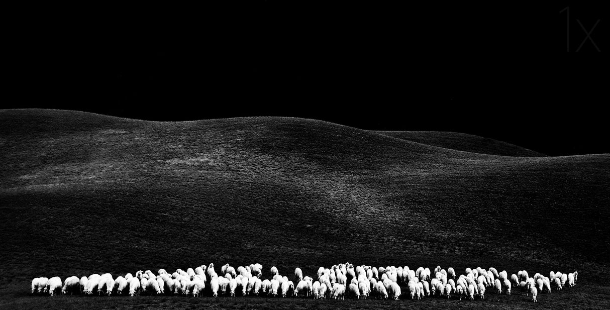 white sheps Poster och Canvastavla