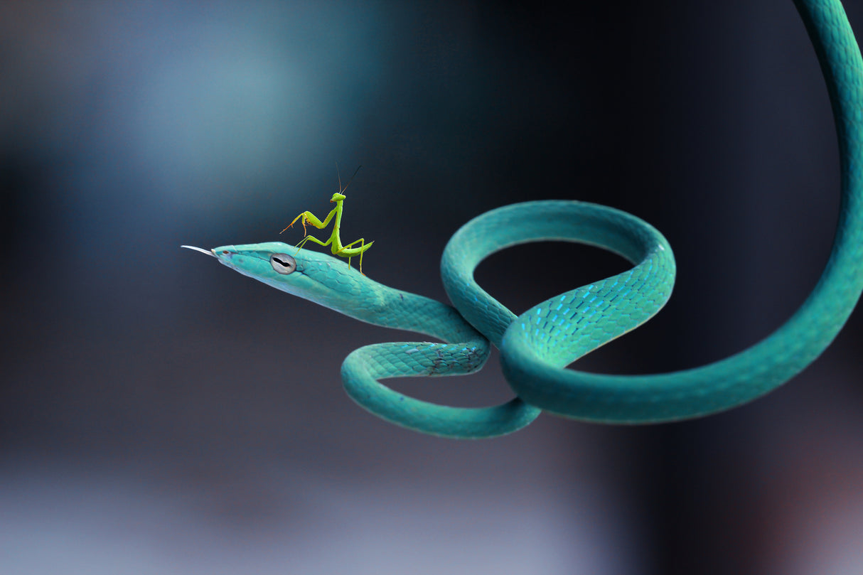 snakes and mantises Poster och Canvastavla