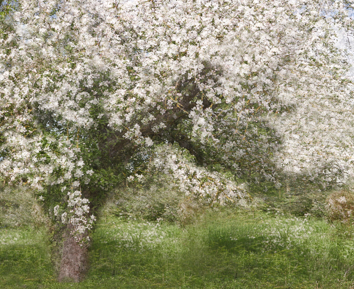 Apple Tree Poster och Canvastavla