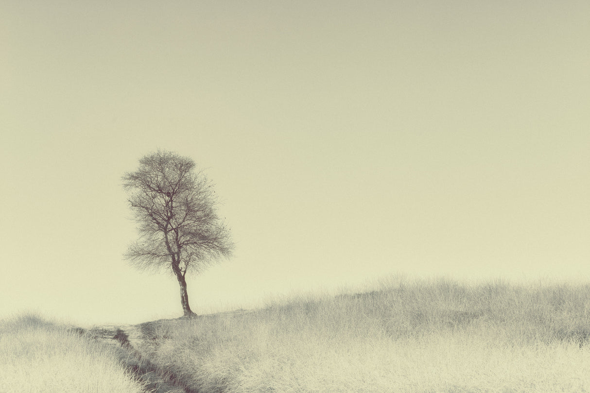 Tree on Top Poster och Canvastavla