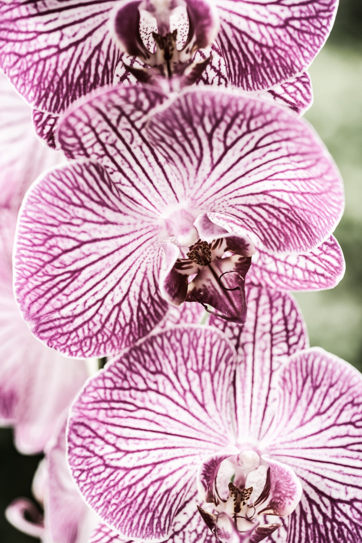 Tiger Blooms Poster och Canvastavla