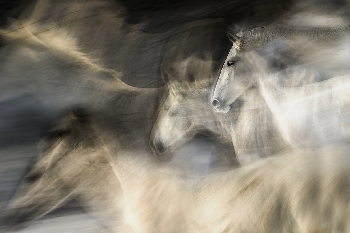 In motion Poster och Canvastavla