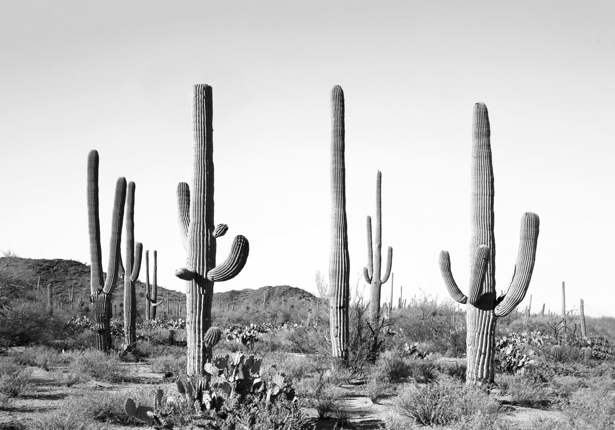 Grey Cactus Land Poster och Canvastavla