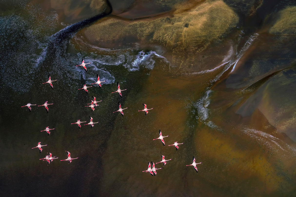 Flying Over Lake Magadi - 3 Poster och Canvastavla