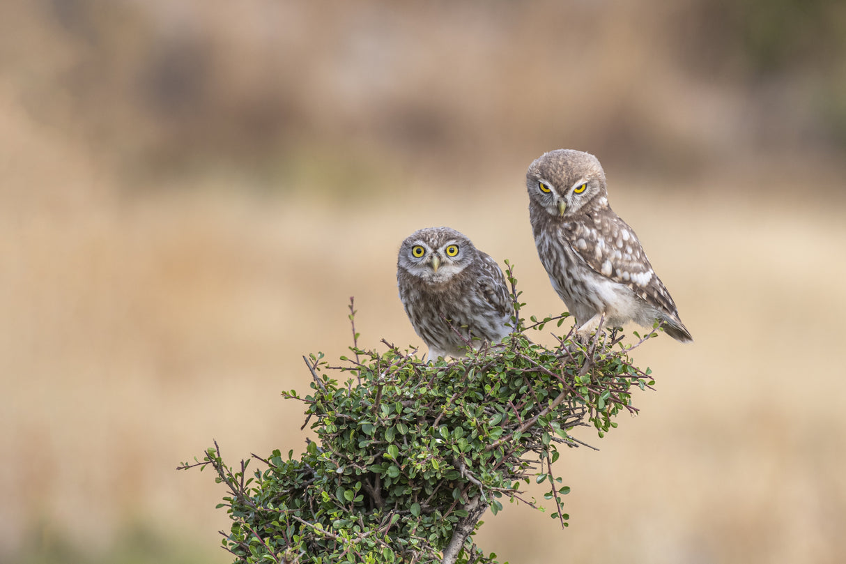 Athene noctua Poster och Canvastavla