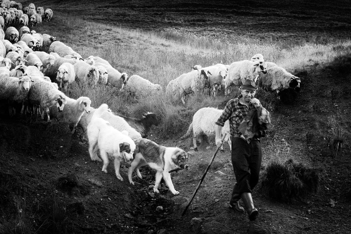 Transhumance Poster och Canvastavla