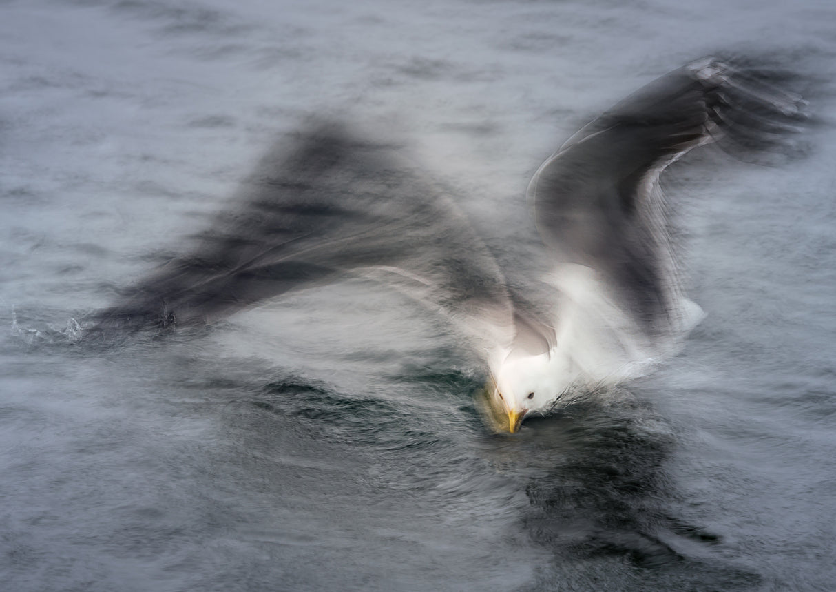Gull Poster och Canvastavla
