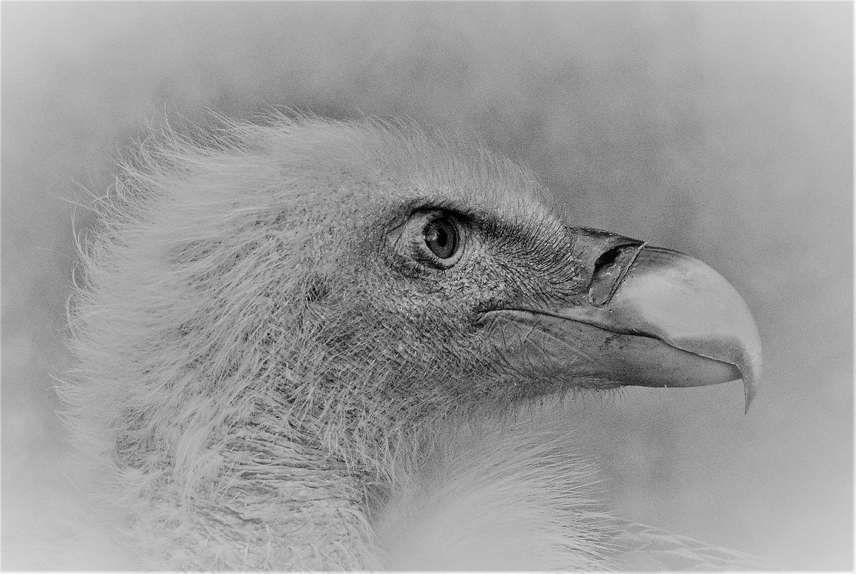 Bald eagle Poster och Canvastavla