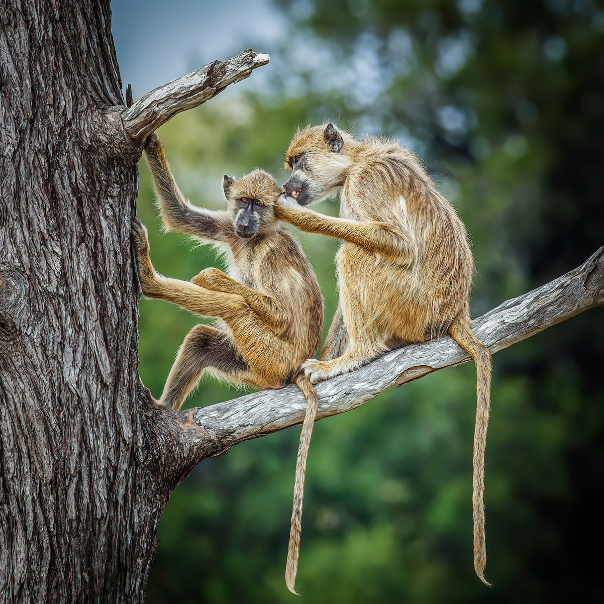 Two Baboons Poster och Canvastavla