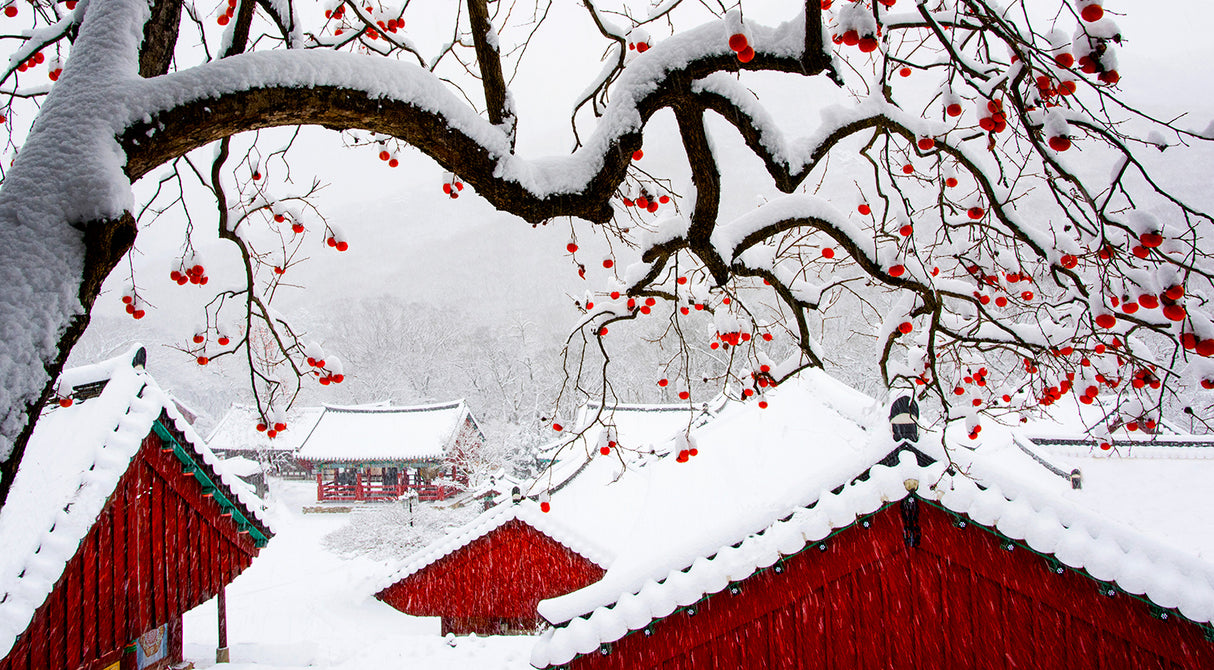 Snow in Temple Poster och Canvastavla
