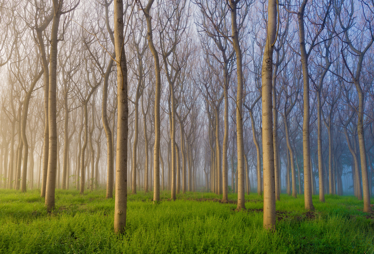 Morning of the Forest Poster och Canvastavla