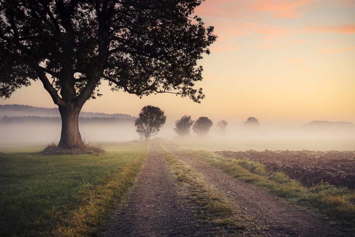 Mystic Path Poster och Canvastavla