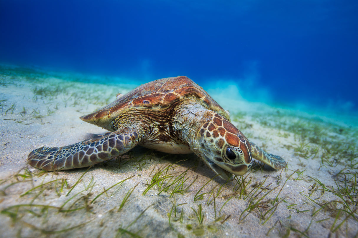 Green turtle Poster och Canvastavla