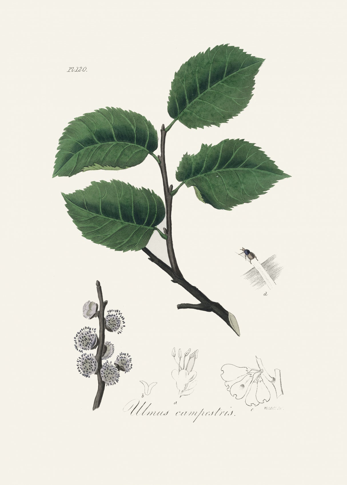 Ulmus Campestris Medical Botany Poster och Canvastavla